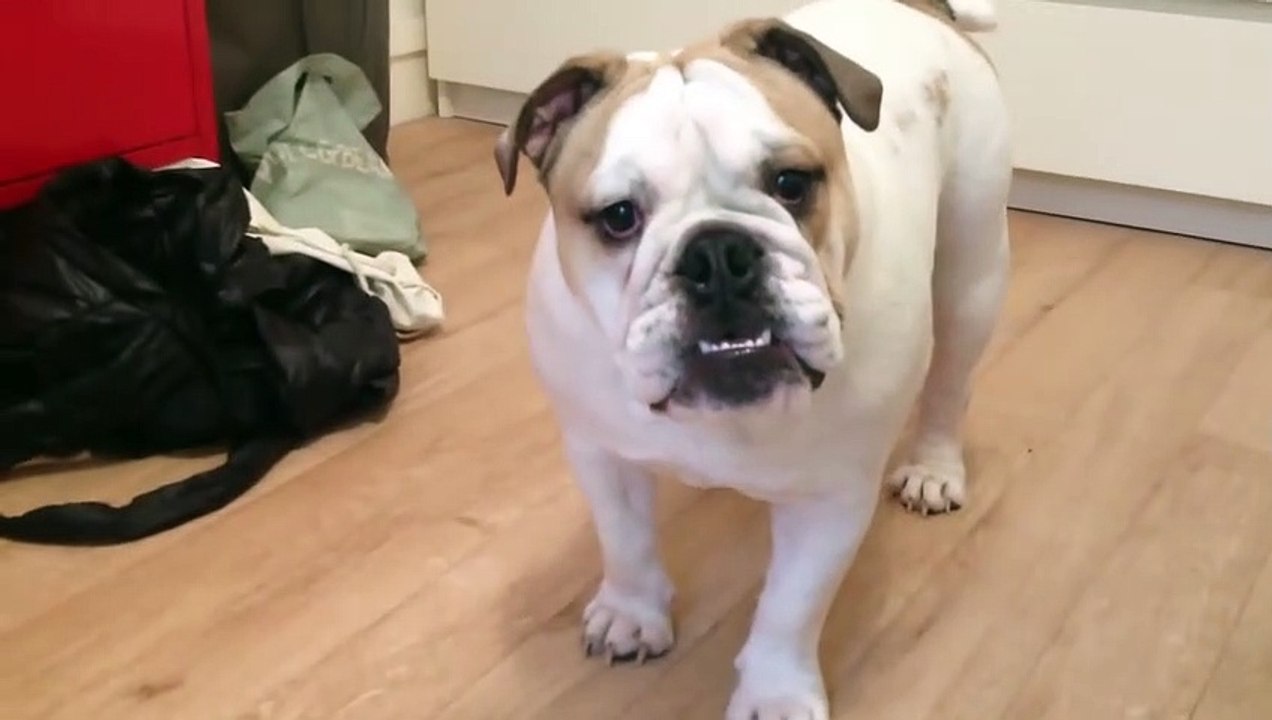Jeune chienne Bulldog anglais très rigolote qui s'amuse