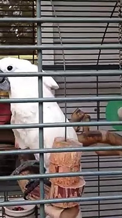 Cacatoès blanc qui danse et parle - Perroquet blanc rigolo à Key West en Floride HD