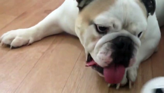 Bulldog anglais drôle