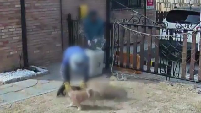 동물보호소 직원이 유기견 학대...발로 차고 던져 민원 접수 / YTN