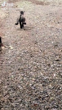 funny memes,memes,shorts,funny,dank memes,best memes,memes compilation,funniest