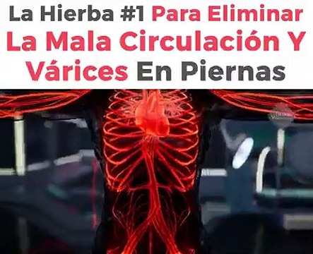 La Hierba #1 Para Eliminar La Mala Circulacion y Varices En Las Piernas