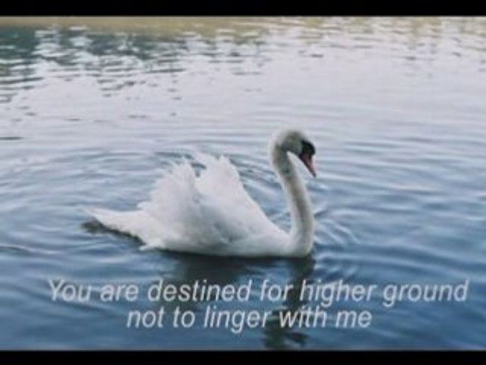 Secret Garden - Swan