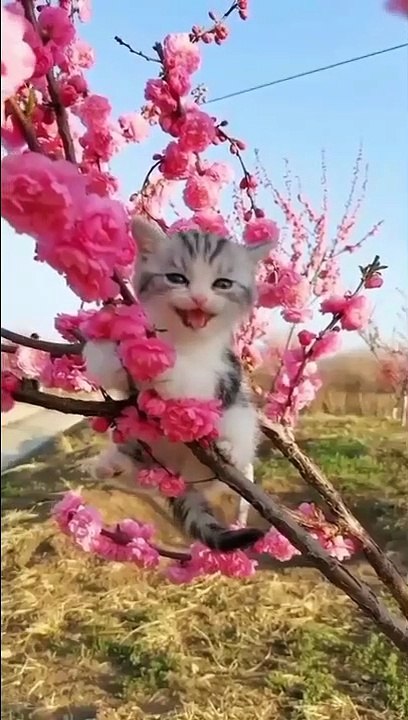 Kittens funny moments