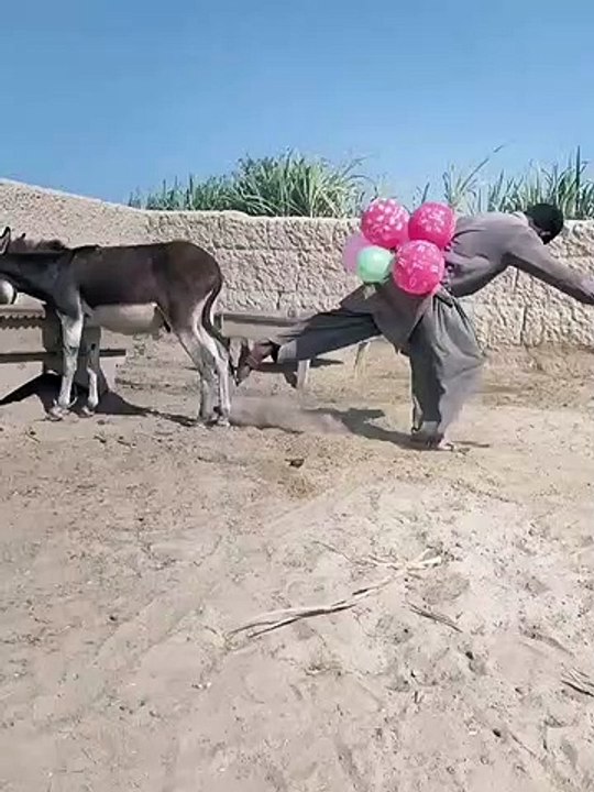 Donkey Fighting