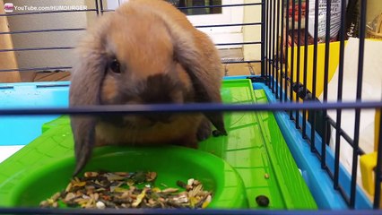 Test Audio de l'Enregistreur Portable Zoom H2n - Un Super Son !!!