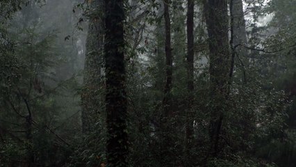 Relaxing forest ambiance with rain and bird songs
