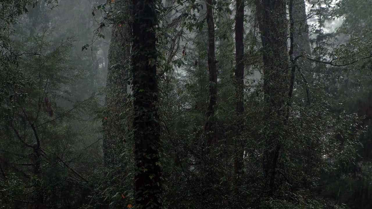 Relaxing forest ambiance with rain and bird songs