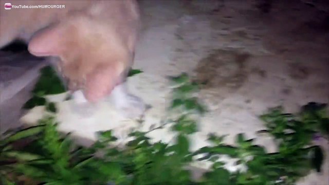 Chatons Baston. Mignons Chatons tigrés qui jouent à la bagarre