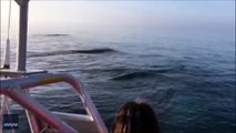 Three whales jump out of the water   Trois baleines sautent hors de l'eau