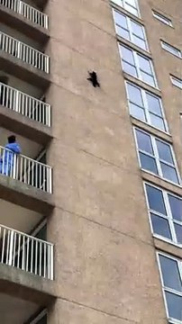 A raccoon jumps from a 20-metre building Un raton laveur saute d'un immeuble de 20 mètres