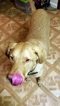 This dog loves grated cheese Ce chien adore le fromage râpé