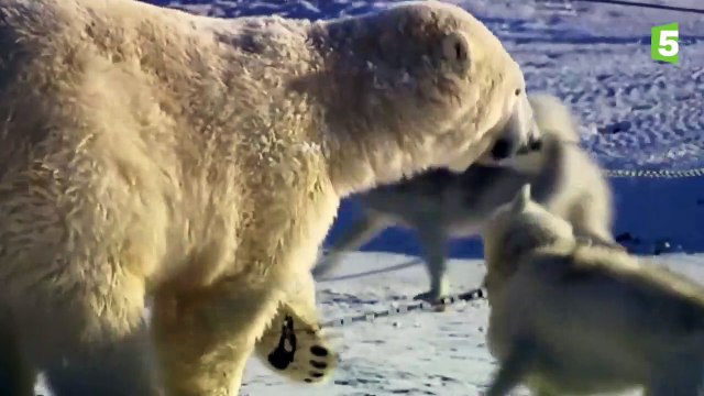 Des ours polaires jouent avec des chiens huskies