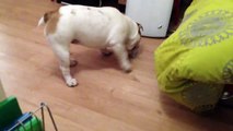 Jeune Bulldog anglais qui aime jouer