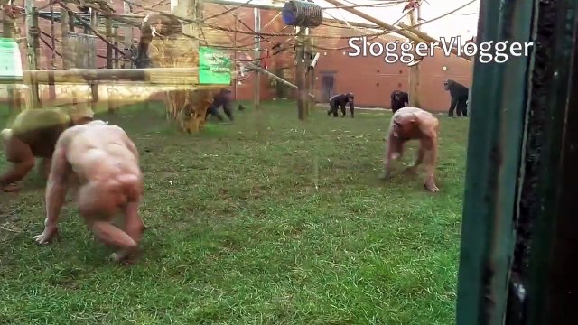 Hairless Chimpanzees Chimpanzés sans poils