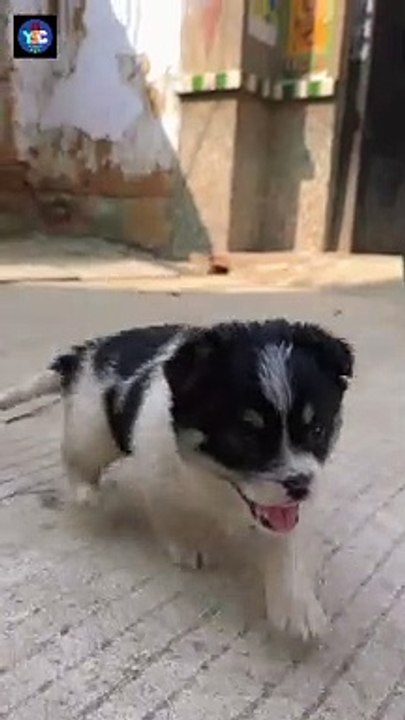 Cute animal play 57