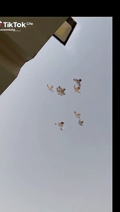 Kabootar Bazi Status you must watch and enjoy it #pakistanipigeons