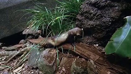 BeastMaster (19992002) - S03 E15