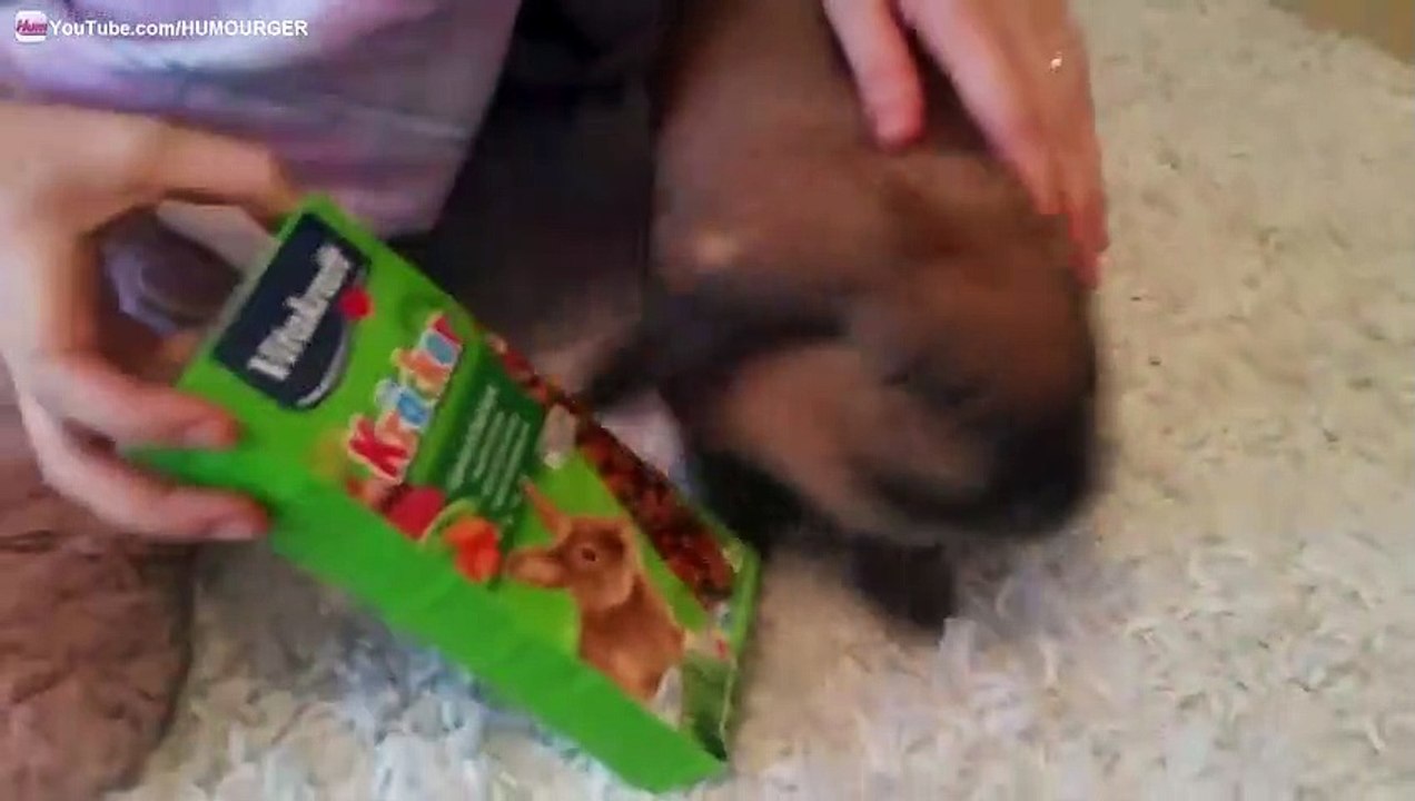 Lapin Bélier qui ouvre son cadeau de Noël