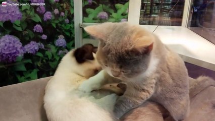 Chaton qui en masse un autre