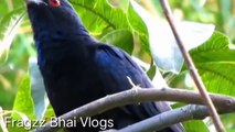 koel bird singing sound - Koyal ki Awaz asian koel bird singing sound bird singing cuckoo song