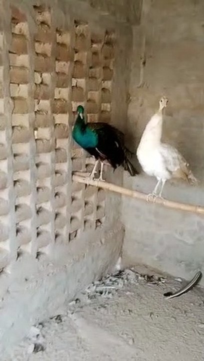 Blue White Peacock Pair
