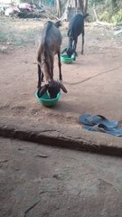 Cute Goat Eating Food