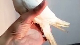 Teaching Your Cockatiel To perch On Your Hand