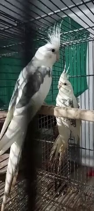 Cockatiel Laying Two Eggs