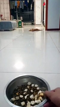 Cute and Funny Cat Videos to Keep You Smiling