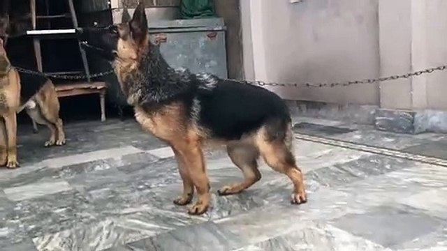 German Shepherd Dog Breed