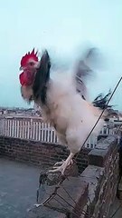 Light Sussex  Rooster Crowing