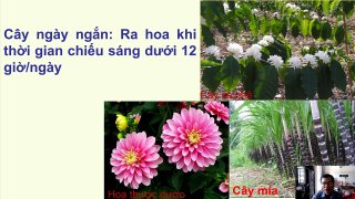 Sinh 11 - Bài 36 Phát triển ở thực vật có hoa