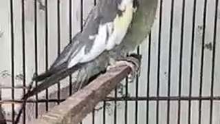 Funny Cockatiel Parrot