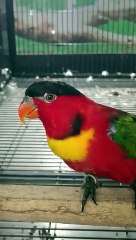 Yellow Bibbed Lory Parrot