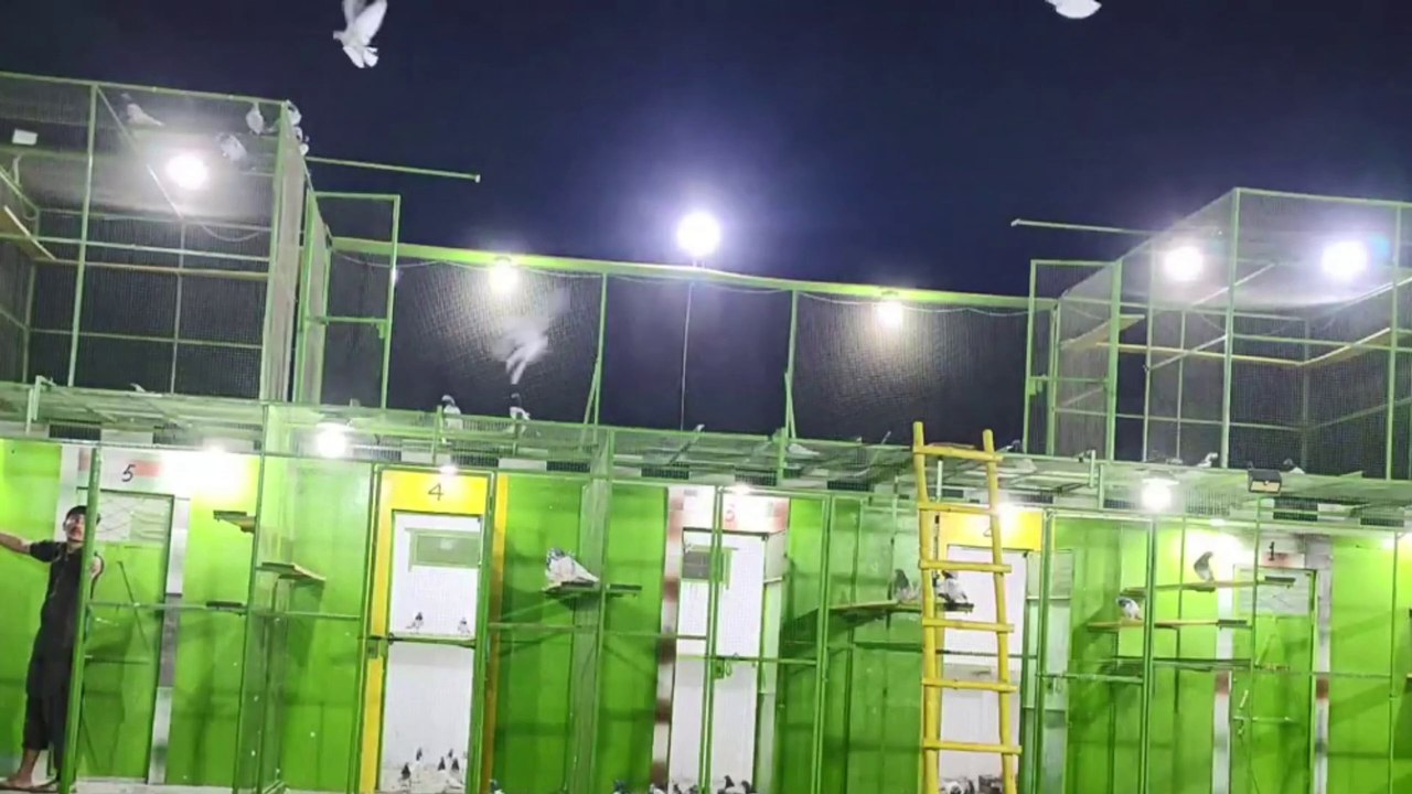 First Pigeons Night Training April 2023  Kabootar Mix males & Females' Pigeons Training at Night  #Pakistanipigeons