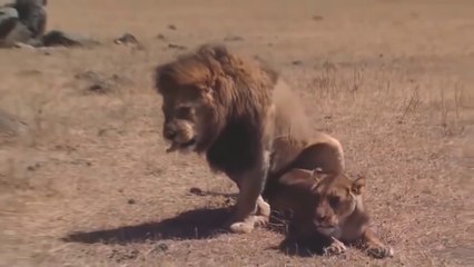 Jungle animals video for worldwide anyone enjoy good movement part 4