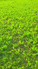 New viral video 2023 New top video 2023 Amazing nature video || 4k video || WhatsApp video || desi video 2023 || panjabi video || fantastic movie new 2023 || excellent movie video || superhit video