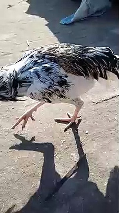 video