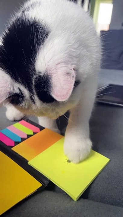 Silly Cat Thinks Drawing Is Real