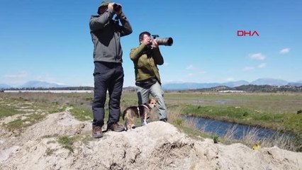 Kuş göçünde 3 günde 130 tür görüntülendi