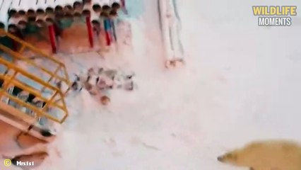 45 Human Encounters With Polar Bears Caught On Camera That Shock You