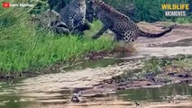 45 Incredible Moments Leopard Vs Honey Badger Vs Lion - Wildlife Moments