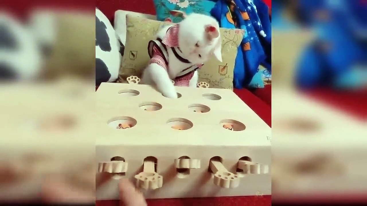 Baby Cats - Cute and Funny Cat Videos Compilation