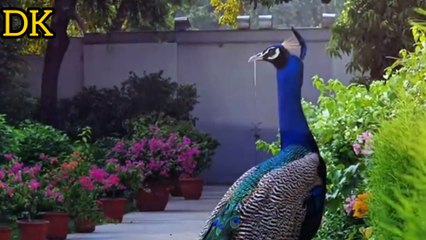 Modi is feeding food to peacock