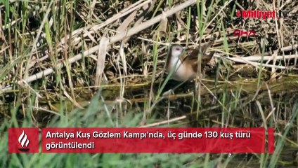 Kuş göçünde 3 günde 130 tür görüntülendi