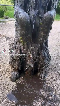 Ce chien sait faire le beau, même couvert de boue