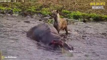 45 Lucky Moments Hyena Meets Injured Animals - Wildlife Moments