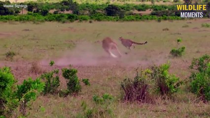 45 Most Brutal Moments Lion Vs Cheetah Real Fight - Wildlife Moments