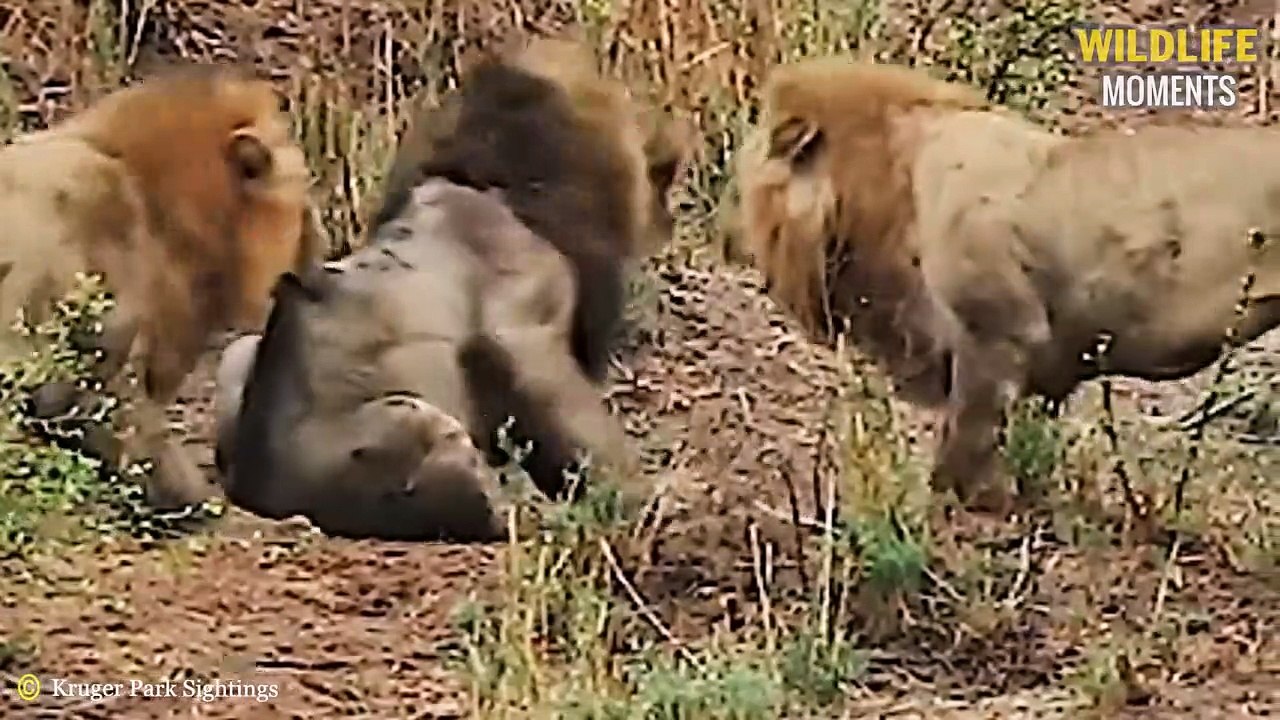 45 Pitiful Moments Lion King Live Their Last Mi...